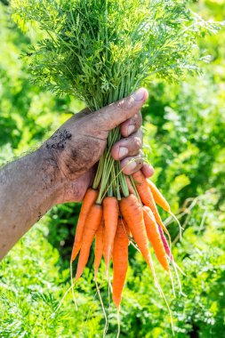 Havuç adamın elinde. Arka Bahçe.