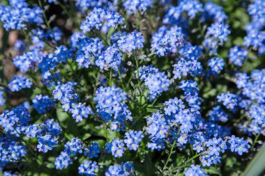 Mavi korun. Yakın çekim vurdu.