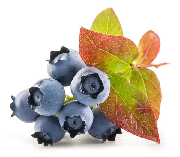 Reife Blaubeeren auf weißem Hintergrund. — Stockfoto