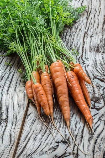 Morötter i mannens hand. Trädgård i bakgrunden. — Stockfoto