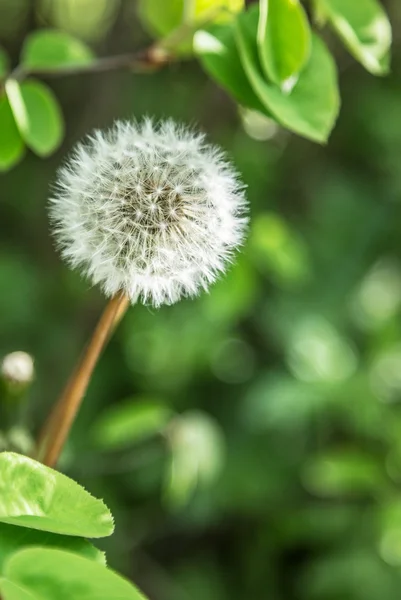 Branco dente-de-leão no jardim. — Fotografia de Stock