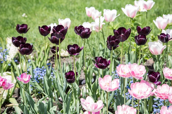 Bunte Tulpen in Nahaufnahme. — Stockfoto