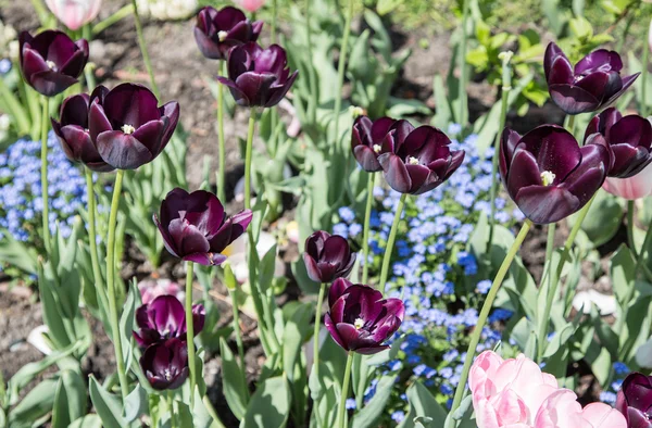 Kolorowe tulipany z bliska strzał. — Zdjęcie stockowe