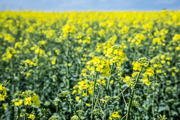 강간 씨앗 식물 및 백그라운드에 푸른 하늘. — 스톡 사진