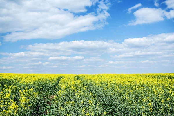 Feld mit Rapspflanzen und blauem Himmel im Hintergrund. — Stockfoto