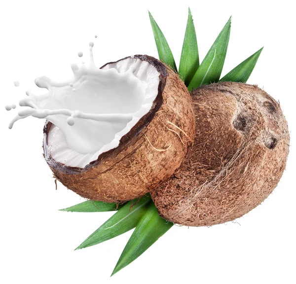 Noix de coco avec éclaboussure de lait à l'intérieur. — Photo