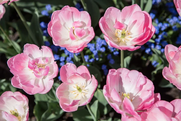 Kleurrijke tulpen Close-up shot. — Stockfoto