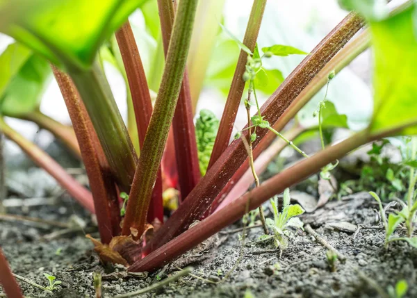 Rhubarb grows in the garden. — Stock Photo, Image