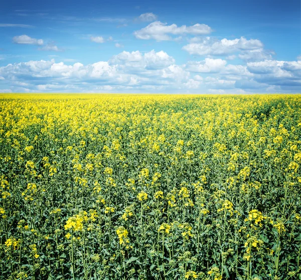 Feld mit Rapspflanzen und blauem Himmel im Hintergrund. — Stockfoto