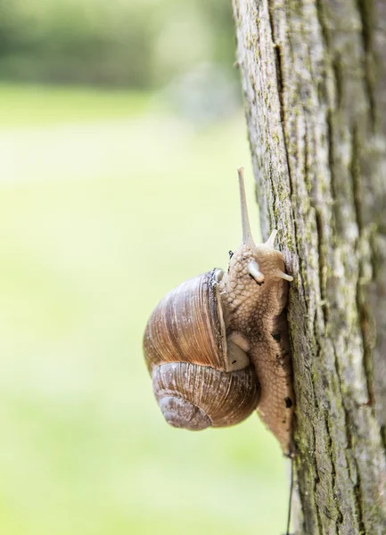 Snegl som kryper opp i treet . – stockfoto