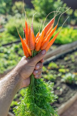 Havuç adamın elinde. Arka Bahçe.