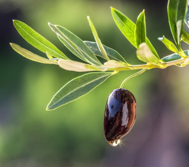 Zeytin yağı zeytin berry bırakır. Kavramsal resim.