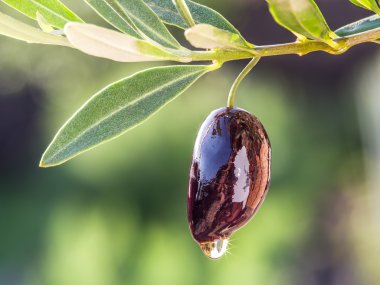 Zeytin yağı zeytin berry bırakır. Kavramsal resim.