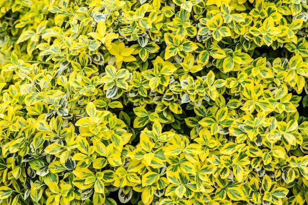 Hojas de arbusto de colores. Primer plano de disparo . —  Fotos de Stock