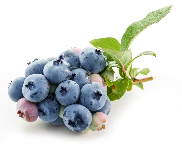 Ripe blueberries on the white background. — Stock Photo, Image