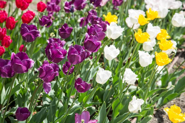 Colourful tulips Close-up shot. — Stock Photo, Image