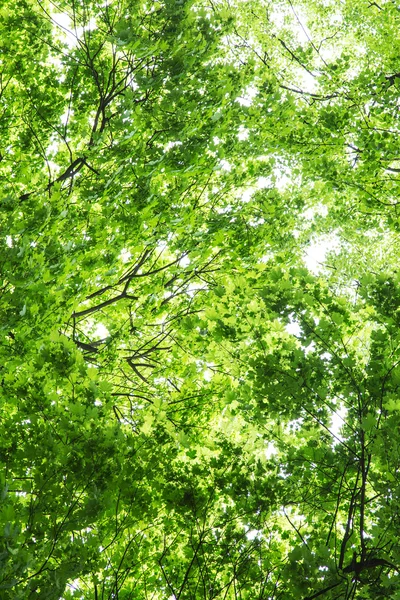 カラフルなツリーを葉します。クローズ アップ ショット. — ストック写真