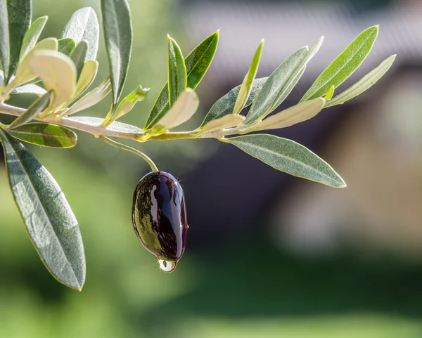 Olivenöl tropft aus der Olivenbeere. Konzeptbild. — Stockfoto