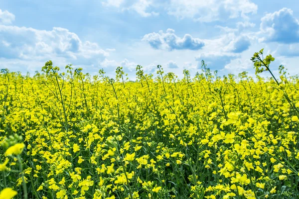 Field of rape seed plants and blue sky on the background. — Stock Photo, Image