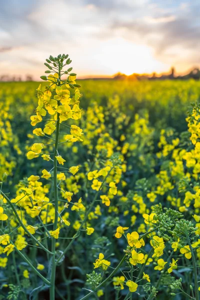 Feld mit Rapspflanzen und blauem Himmel im Hintergrund. — Stockfoto