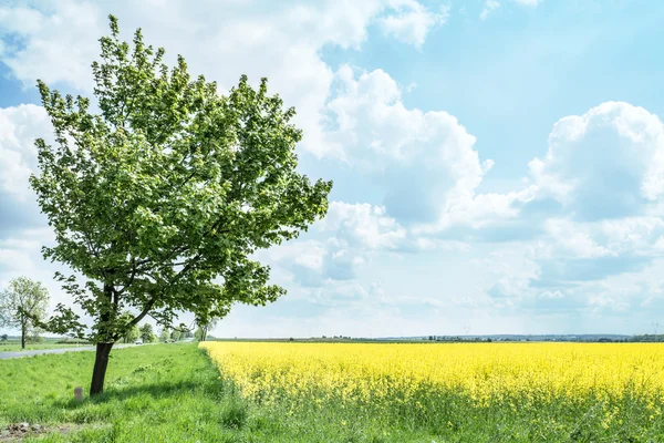 Feld mit Rapspflanzen und blauem Himmel im Hintergrund. — Stockfoto