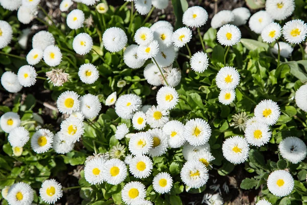 Flores blancas de bellis. Primer plano de disparo . —  Fotos de Stock