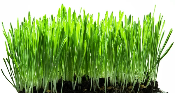 Grama verde isolado em um backgroud branco . — Fotografia de Stock