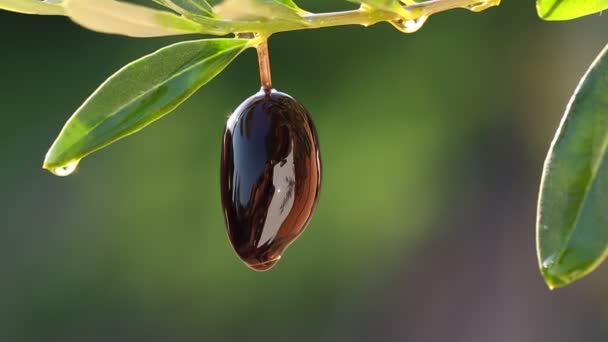 Olio di oliva sgocciolato dalle olive nere. Natura di fondo. — Video Stock