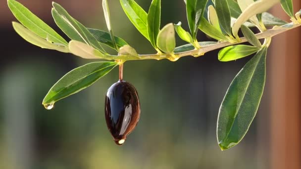 Olivenöl tropft aus schwarzen Oliven. Hintergrund Natur. — Stockvideo