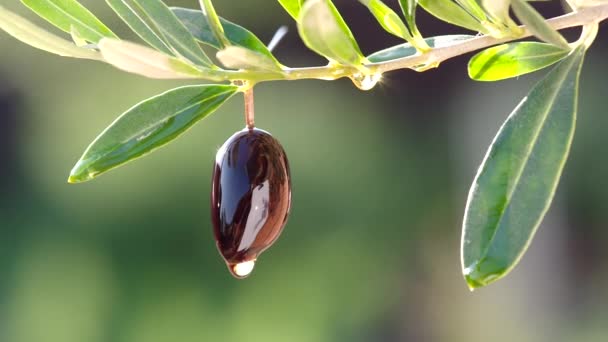 Olio di oliva sgocciolato dalle olive nere. Natura di fondo. — Video Stock