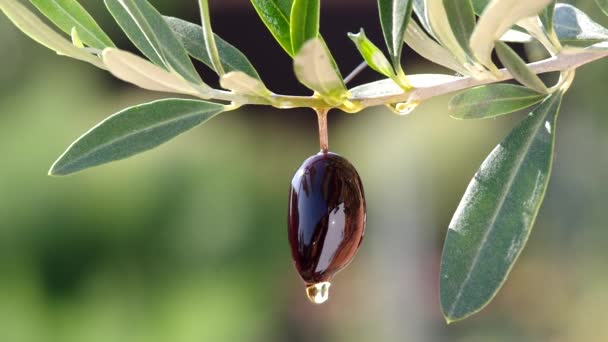 Olívaolaj csöpög a fekete olívabogyóból. Háttér jellege. — Stock videók