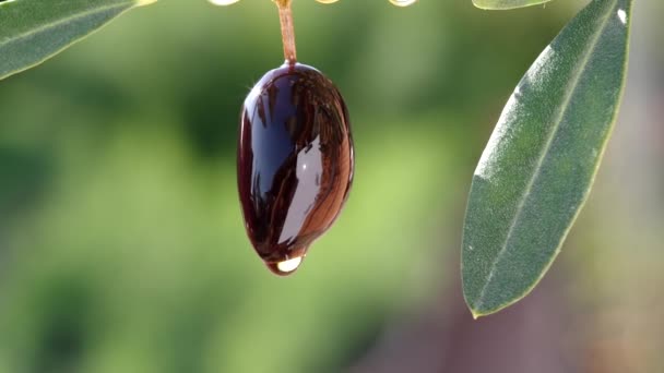 Оливковое масло капает из черных оливок. Фоновая природа. — стоковое видео