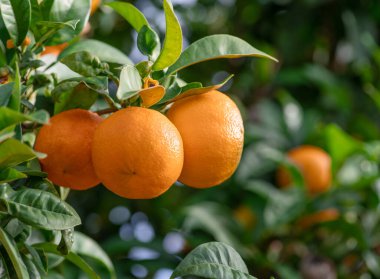 Ağaçta mandalina meyveleri var. Meyve bahçesindeki büyük hasat.