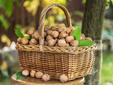 Yeşil kabuklu ceviz ve ceviz ve ağaç altındaki ahşap masada yeşil yapraklar..
