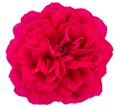 Beyaz arka planda Magenta pembe gül. Dosya kırpma yolu içeriyor.