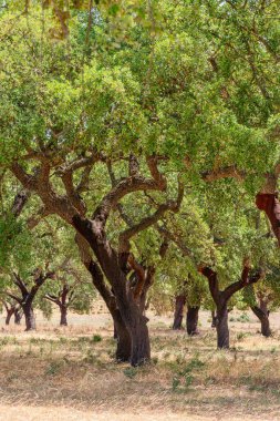 Mantar meşe çiftliği. En yakın yıllarda soymak için uygun yenilenebilir ağaç kabukları olan meşe gövdeleri..