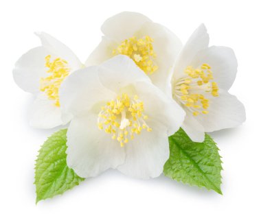 Yeşil yapraklı yasemin çiçekleri beyaz arka planda. Dosya kırpma yolları içeriyor.