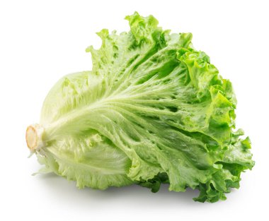 Beyaz arka planda Batavia marulunun dalgalı yaprakları. Dosya kırpma yolu içeriyor.