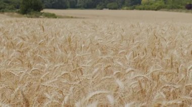 Tarımsal organik tarlalarda altın buğday ya da arpa dikenleri. Buğday kulaklarını kapat.