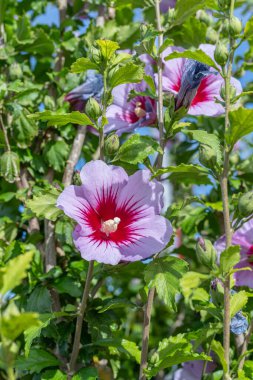 Yeşil çalıların üzerindeki leylak rengi Çin amber çiçekleri..