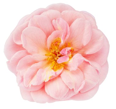 Beyaz arka planda soluk pembe güller. Dosya kırpma yolu içeriyor.