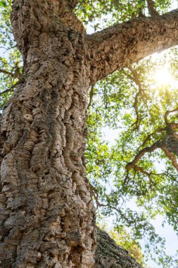 Eski ağaç kabuklarıyla kaplı meşe gövdeleri..
