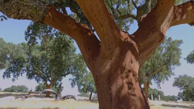 Mantar meşe ağaçları çiftliği. Meşe gövdeleri yeni soyulmuş, kırmızı çekirdeğini ortaya çıkarıyor..
