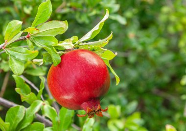 Olgun nar meyvesi, nar ağacındaki yeşil yemyeşil çimlerin arasına yakın..