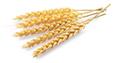 Olgun buğday kulakları beyaza izole edilmiş. Dosya kırpma yolları içeriyor.