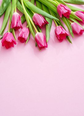 Açık pembe arka planda bahar pembe laleleri. Üst görünüm.