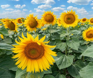 Ayçiçeğinin çiçek açan başları ve sıralanmış ayçiçeği bitkileri ayçiçeği organik tarlalarında. Arka planda kabarık beyaz bulutlar olan mavi gökyüzü.