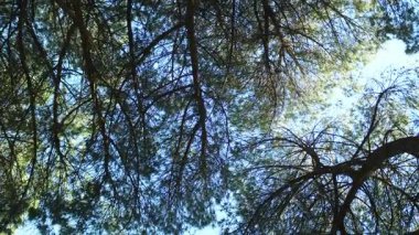 Yoğun ormandaki yavaş çekim kamerası, ağaç tepelerinin alt görüntüsü..