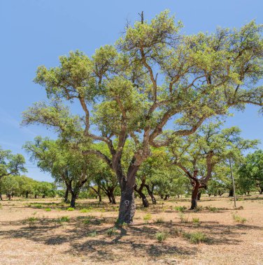 Mantar meşe çiftliği. En yakın yıllarda soymak için uygun yenilenebilir ağaç kabukları olan meşe gövdeleri..