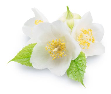 Yeşil yapraklı yasemin çiçekleri beyaz arka planda. Dosya kırpma yolları içeriyor.